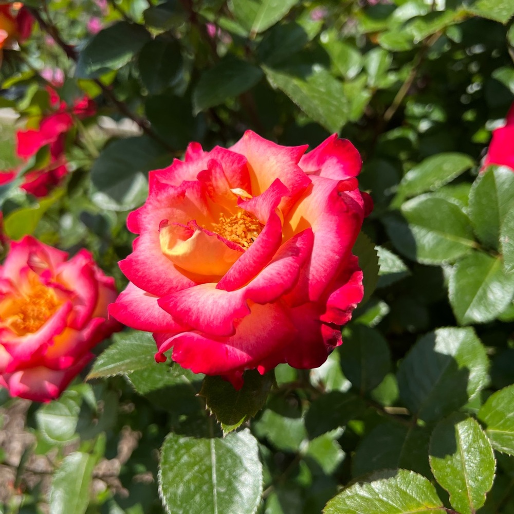 Meet your Posher, Jeni